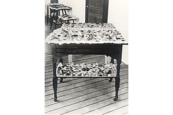 Island Inn Sanibel Shelling Collection